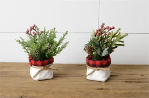 Snow Covered Greens In Pots